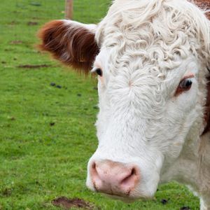 Quebrando mitos sobre a produção de carne. Por Ana Geraldo ( site carne com ciência )